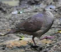 White-faced Quail-Dove