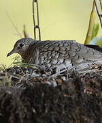 Scaled Dove