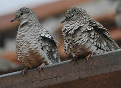 Scaled Dove