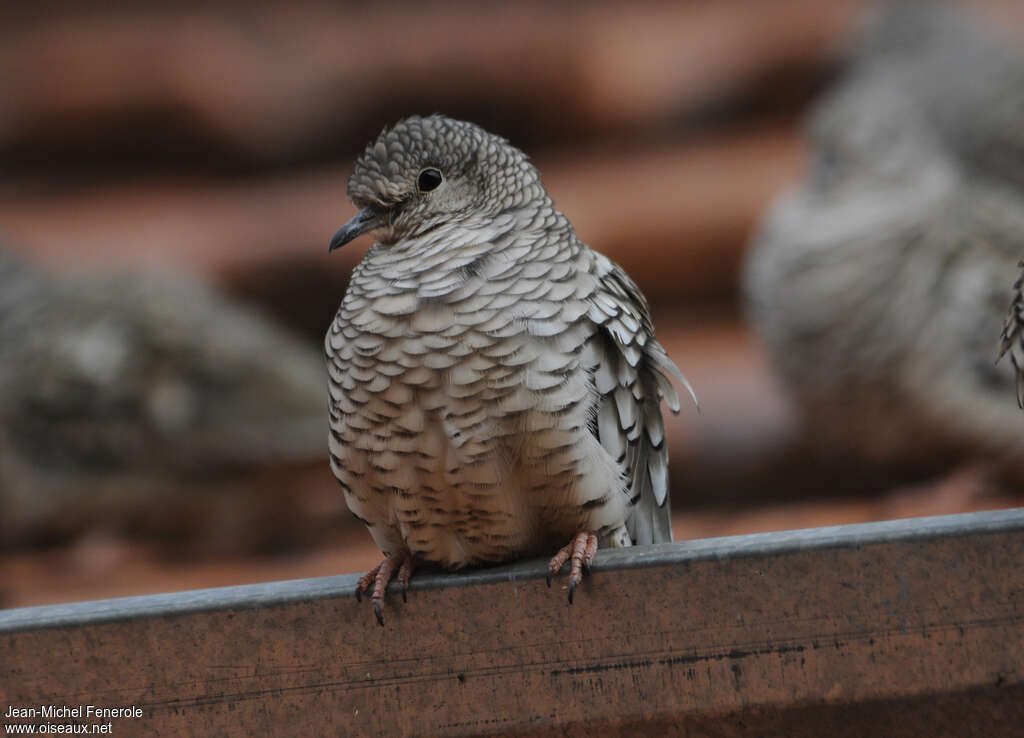 Scaled Doveadult, close-up portrait