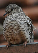 Scaled Dove