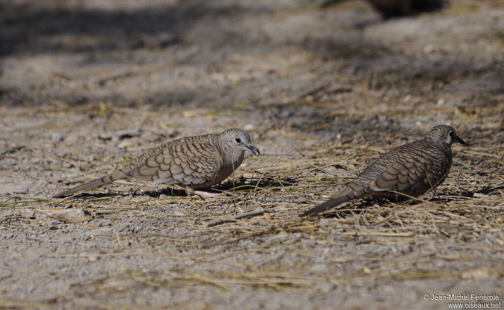 Inca Dove