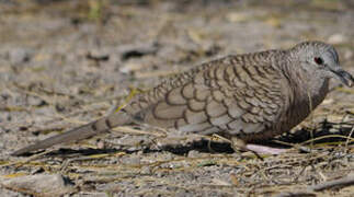 Inca Dove