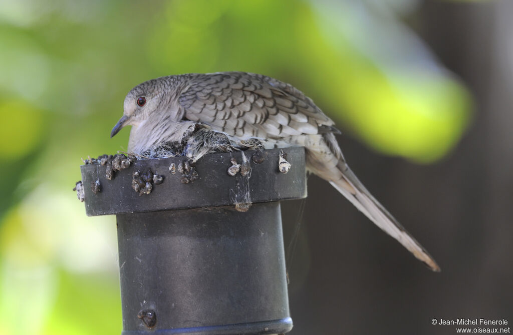 Inca Dove