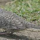 Colombe inca