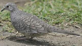 Inca Dove