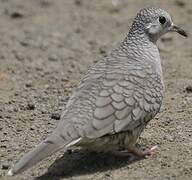 Inca Dove