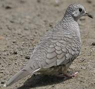 Inca Dove