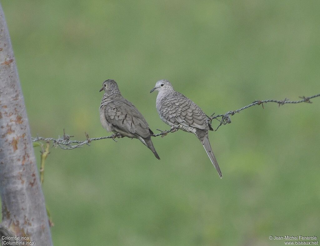 Inca Dove