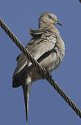 Picui Ground Dove