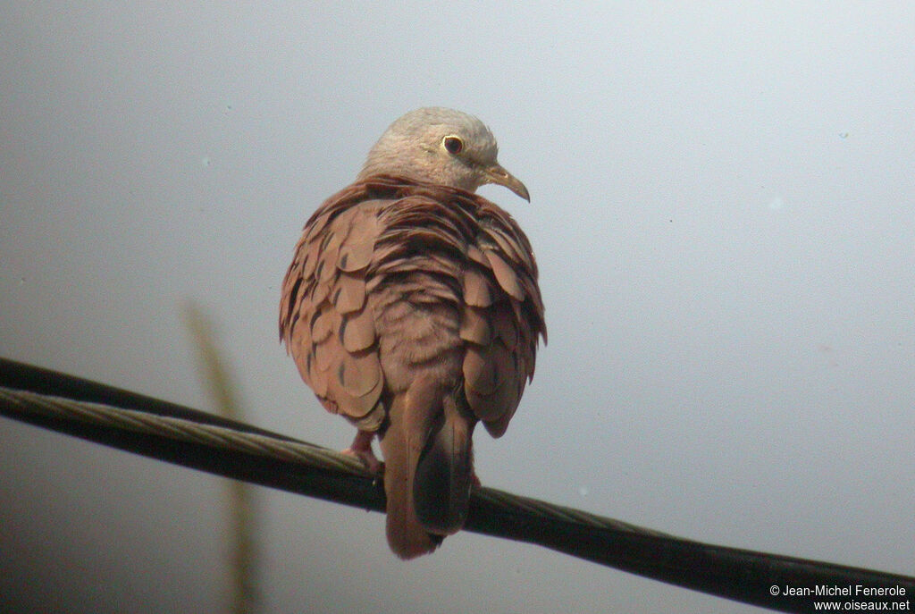 Ruddy Ground Dove