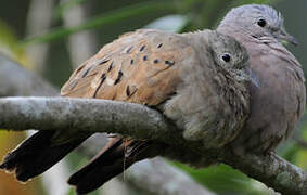 Ruddy Ground Dove