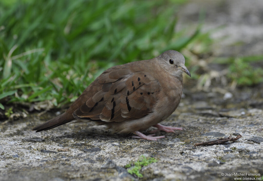 Ruddy Ground Dove