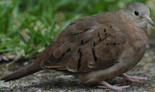 Ruddy Ground Dove