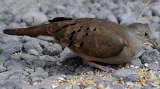 Ruddy Ground Dove