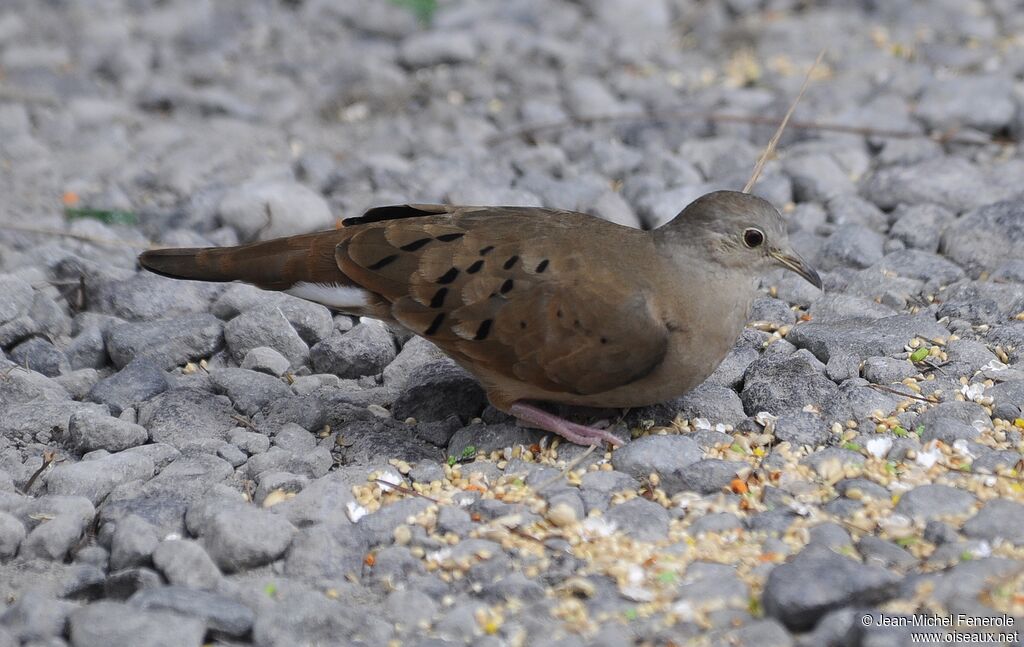 Ruddy Ground Dove