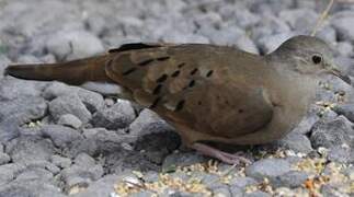 Ruddy Ground Dove