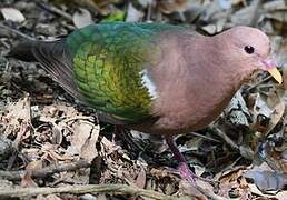 Pacific Emerald Dove