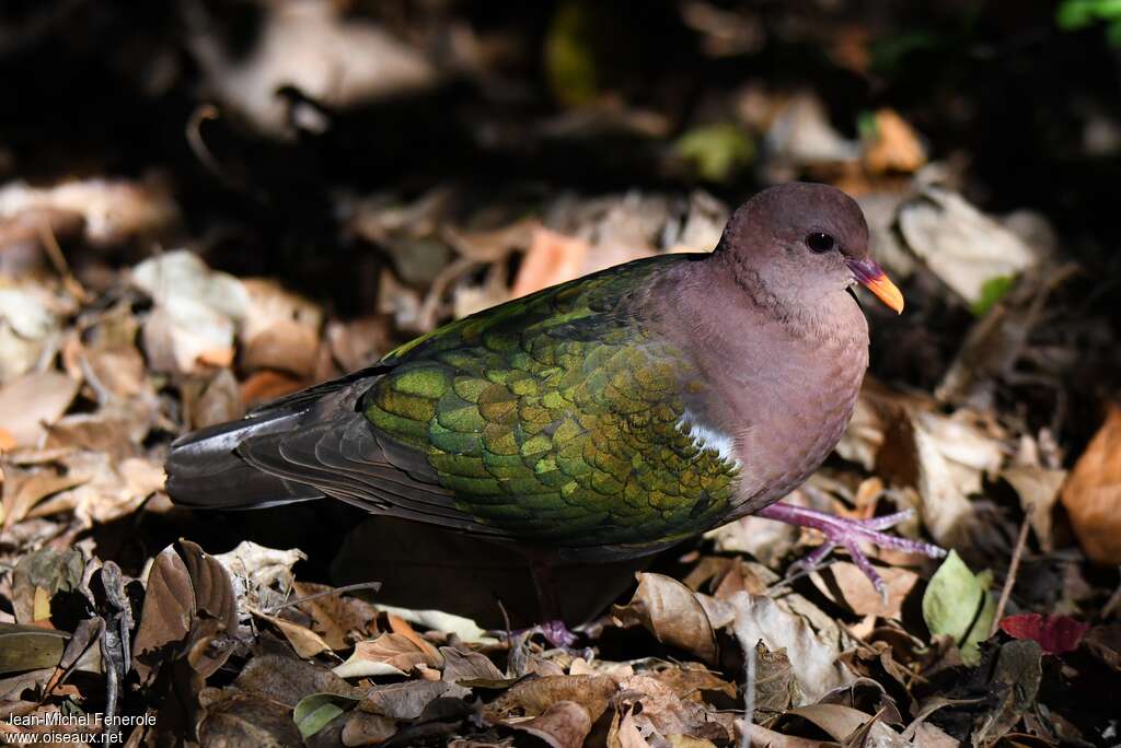 Colombine du Pacifique