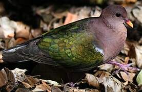 Pacific Emerald Dove