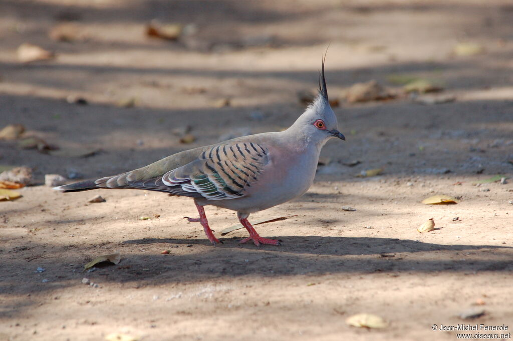 Crested Pigeonadult