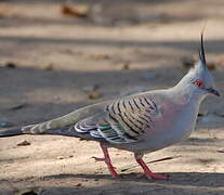 Crested Pigeon