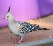 Crested Pigeon