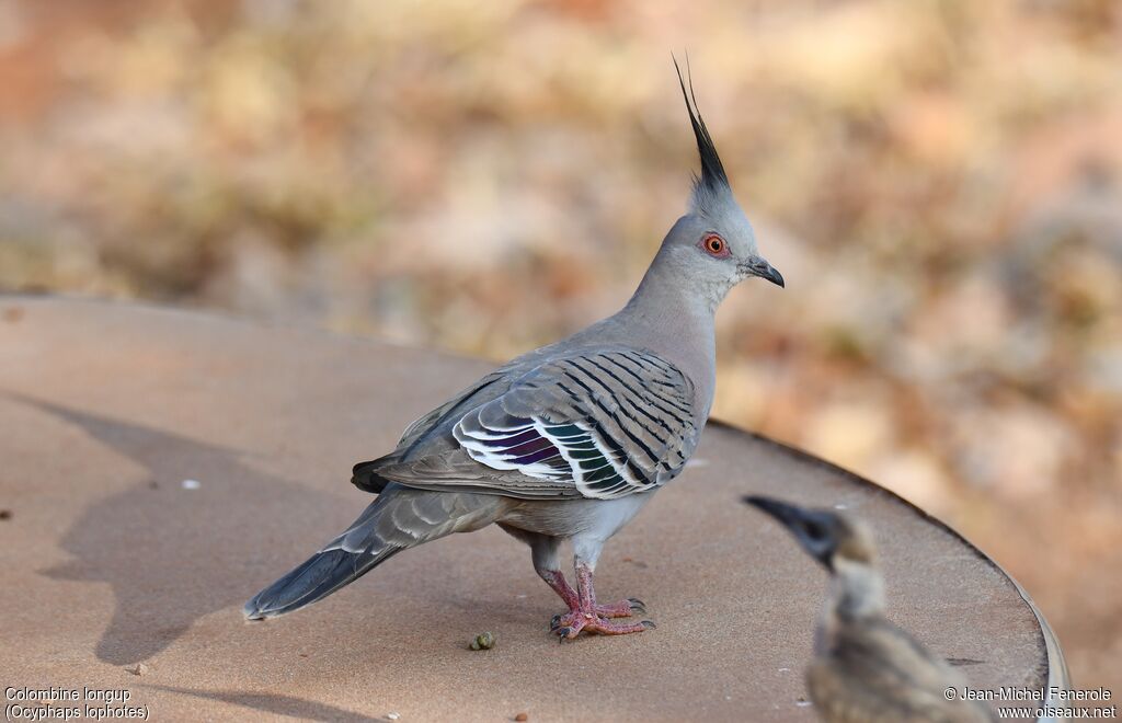 Crested Pigeon