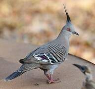 Crested Pigeon