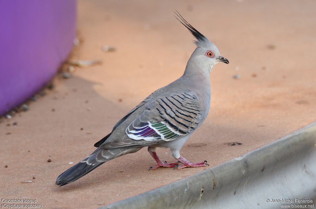 Crested Pigeon