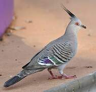 Crested Pigeon