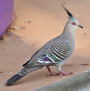 Crested Pigeon