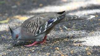 Crested Pigeon