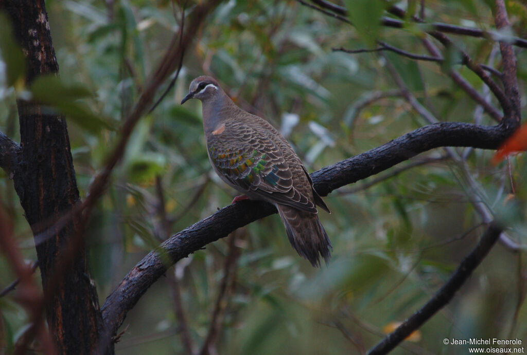 Common Bronzewing