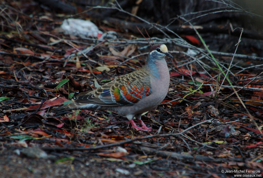 Common Bronzewing