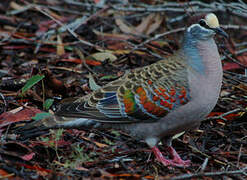 Common Bronzewing