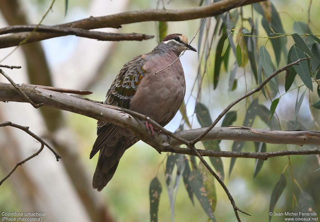 Common Bronzewing