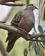 Common Bronzewing