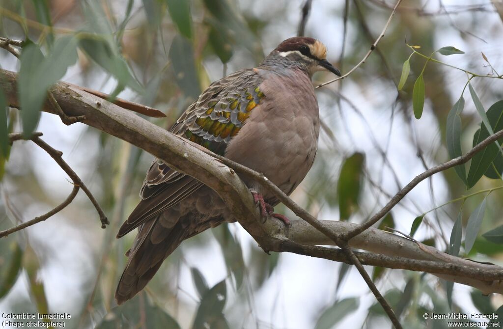 Common Bronzewing