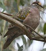 Common Bronzewing