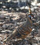 Spinifex Pigeon