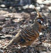 Spinifex Pigeon