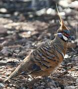 Spinifex Pigeon