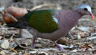 Common Emerald Dove