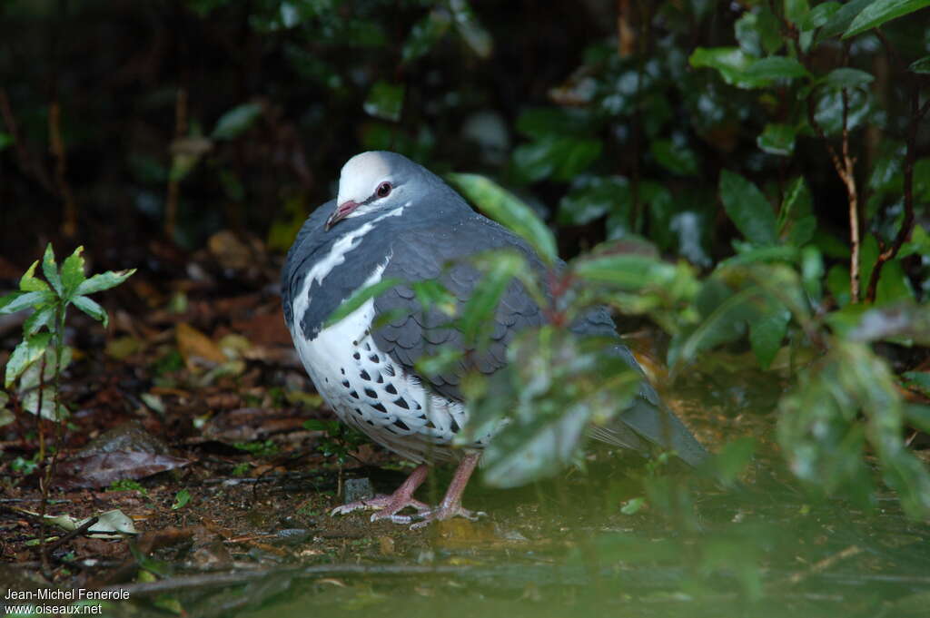 Wonga Pigeonadult