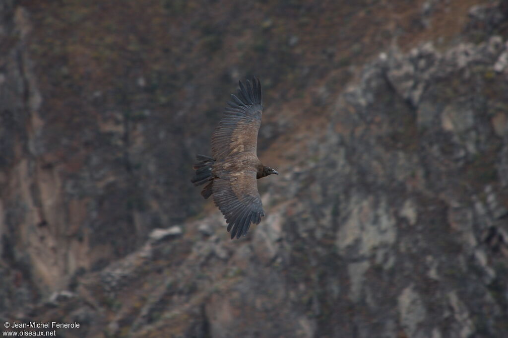 Condor des Andes