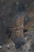 Andean Condor