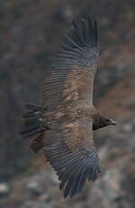 Condor des Andes