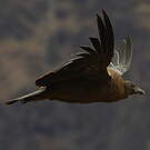 Condor des Andes