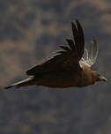 Condor des Andes